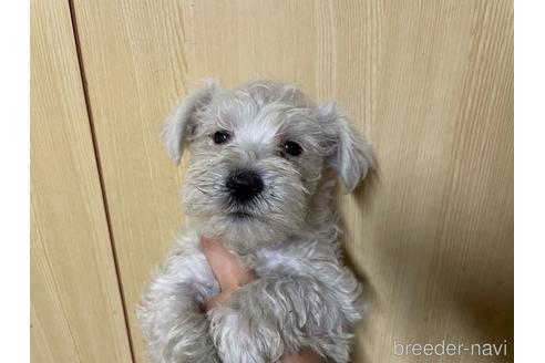 成約済の東京都のミニチュアシュナウザー-148951の1枚目